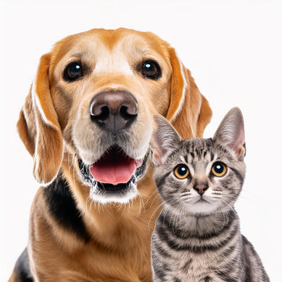 Animaux domestiques