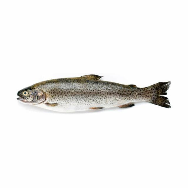 Trout