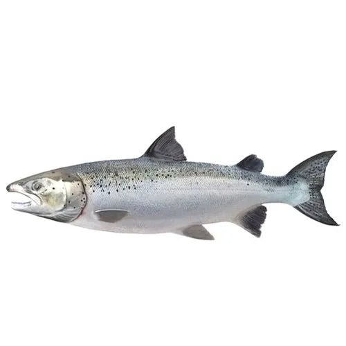 Salmon